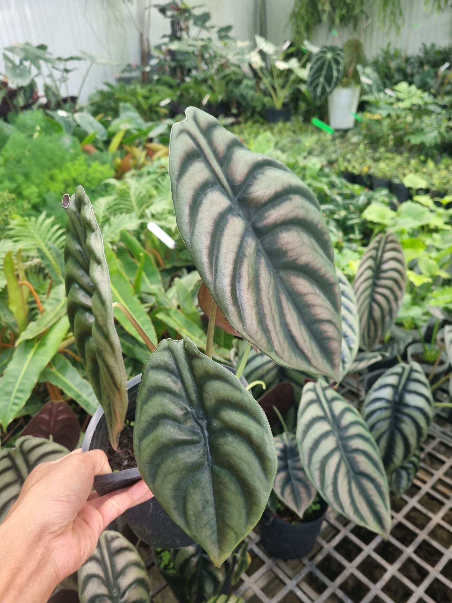 Alocasia cuprea - cây rồng đỏ -(cây to)