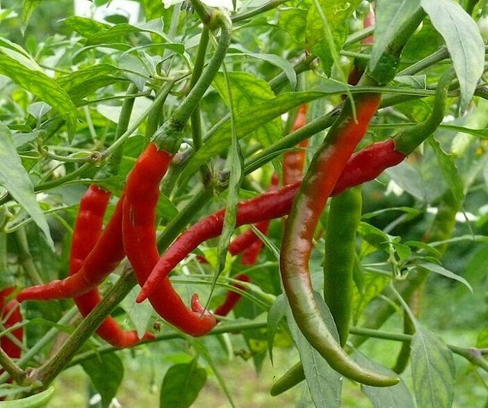 HẠT GIỐNG ỚT CAYENNE MỸ SIÊU CAY NGON