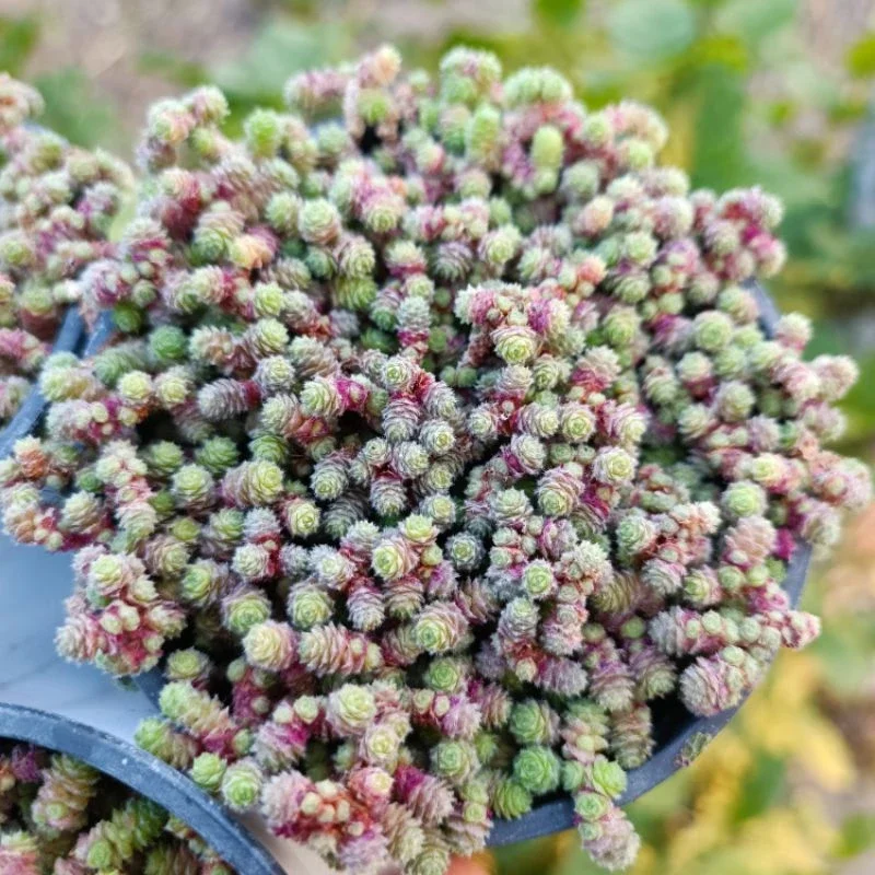 Sale 50%-sen đá sedum hoa hồng siêu dễ thương 😍