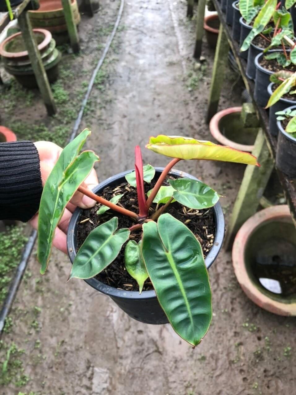 Cây hồng hạc cam - philodendron billietiae