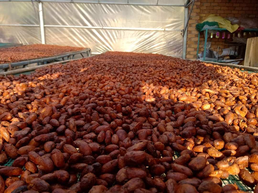 Hạt cacao khô
