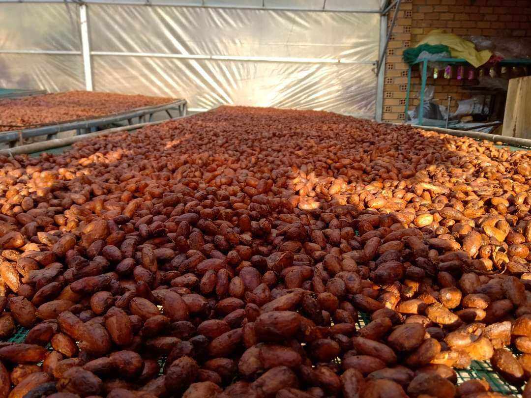 Hạt cacao khô