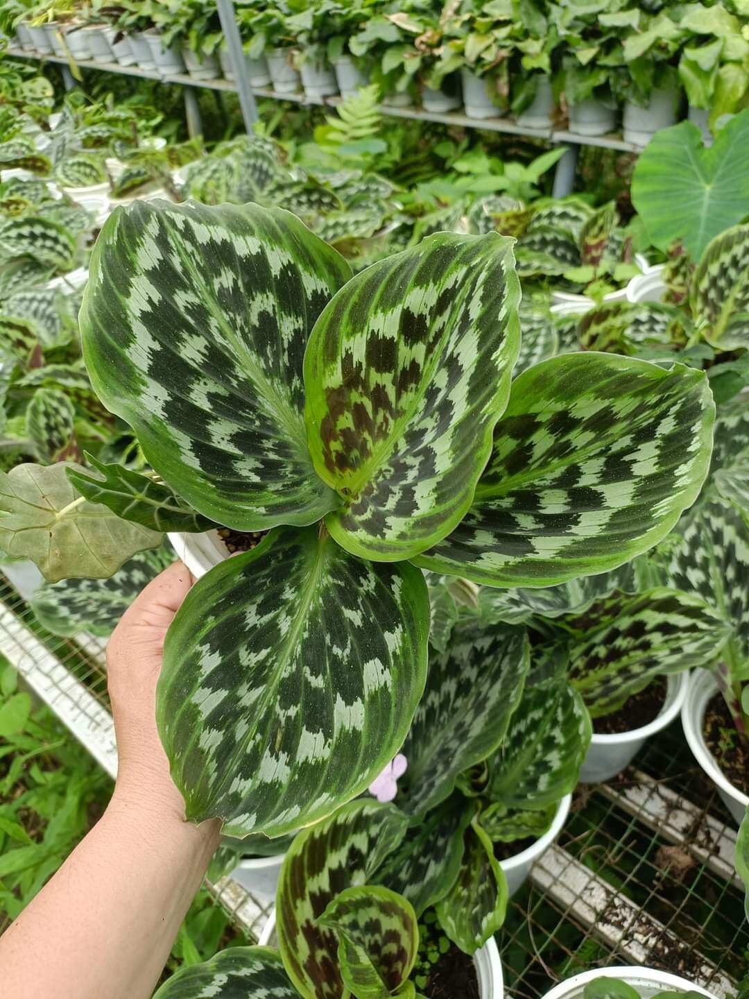 Cây đuôi công calathea merak