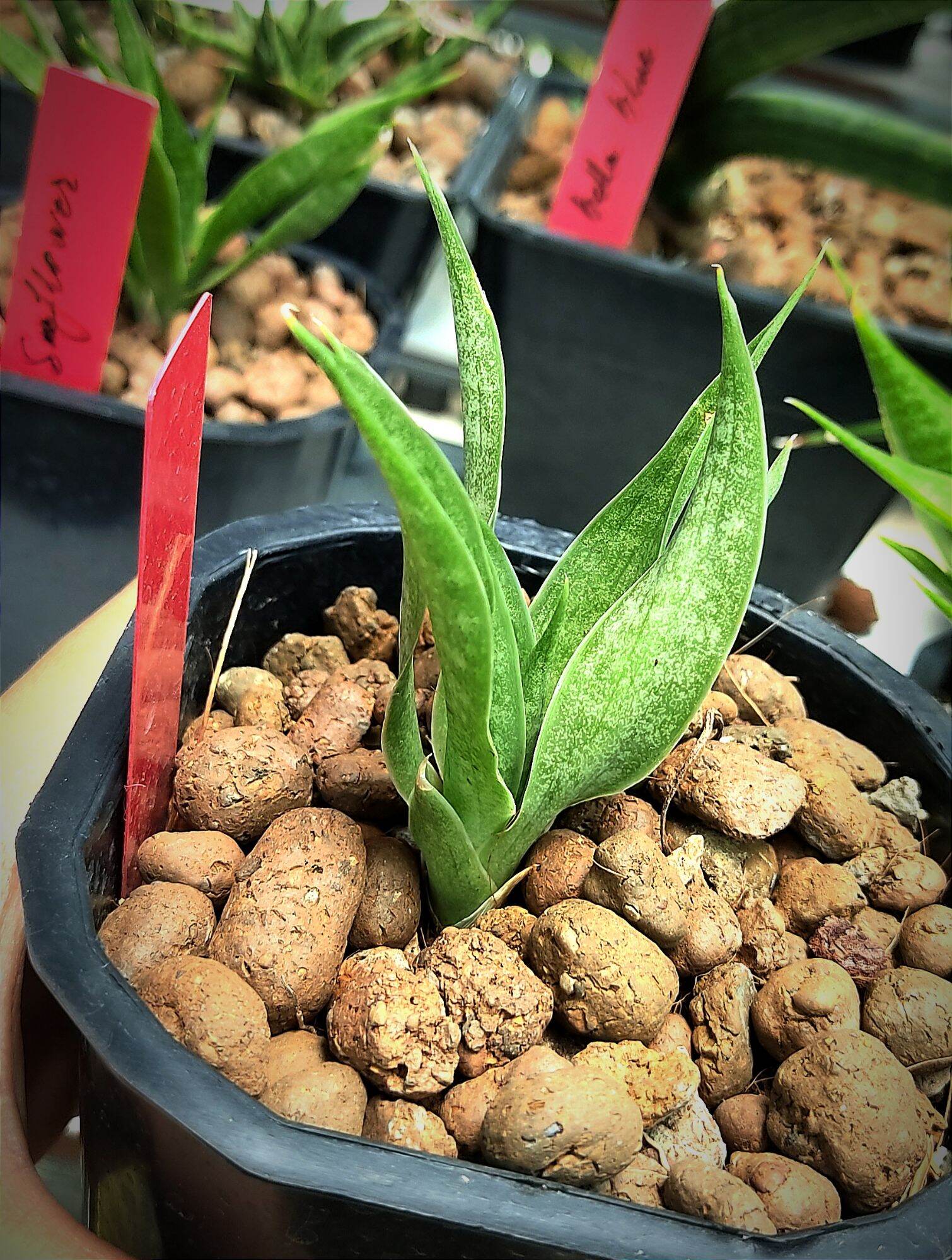 Cây lưỡi hổ - Sansevieria Sun Flower