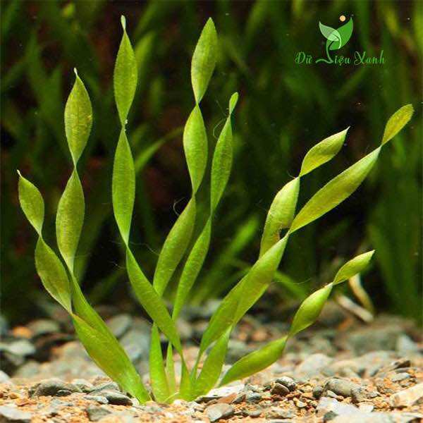 HẸ XOẮN THỦY SINH-40K/15NGỌN