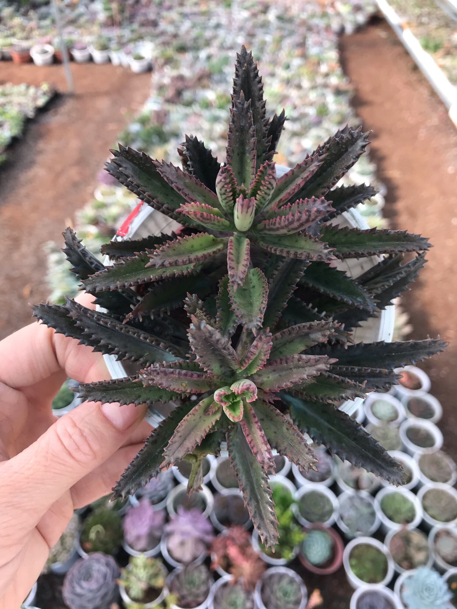 Sen đá thằn lằn cute size trung