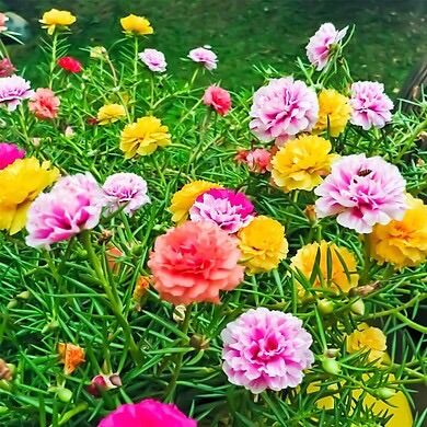 Chậu hoa 10 giờ nhiều màu