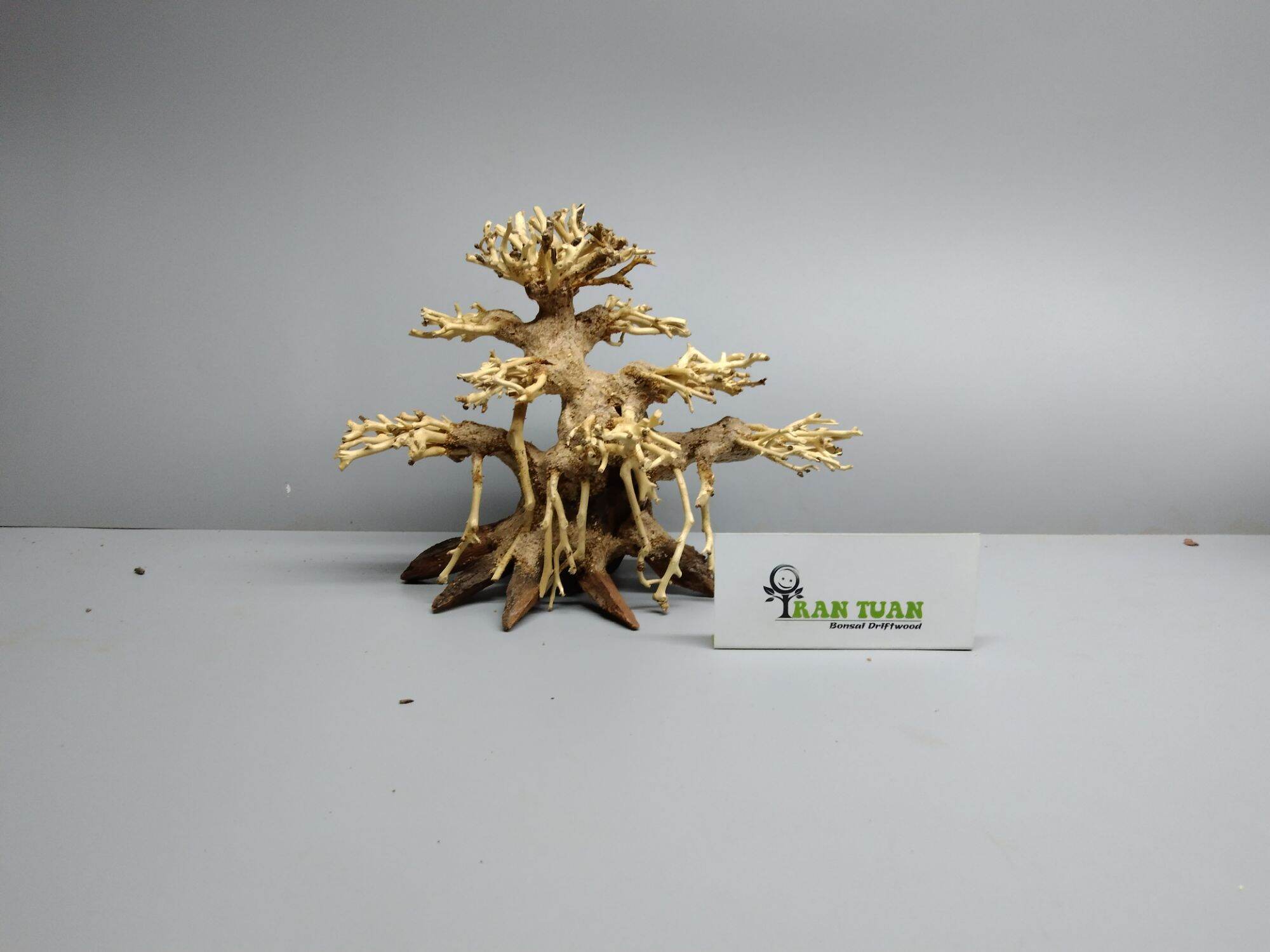 Lũa bonsai dáng cổ thụ