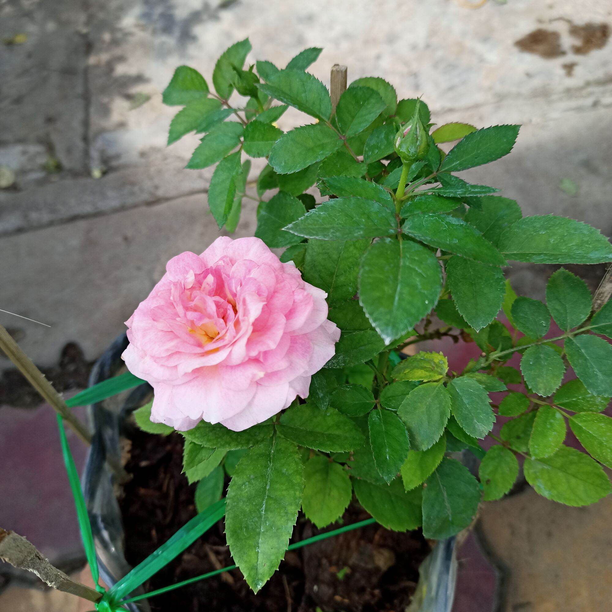Chậu cây hoa hồng tezza hồng siêu nụ