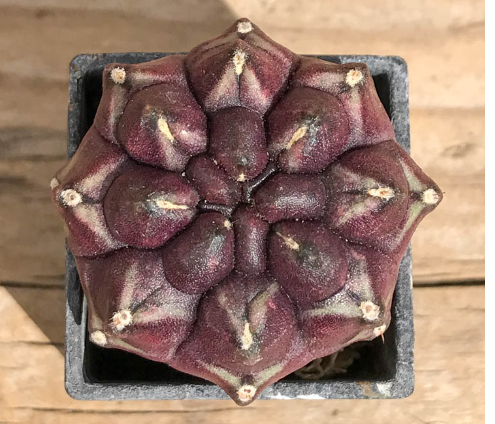 Cây xương rồng gym vân da tím không gai 2.5-3.5cm- Gymnocalycium mihanovichii "Daydream"