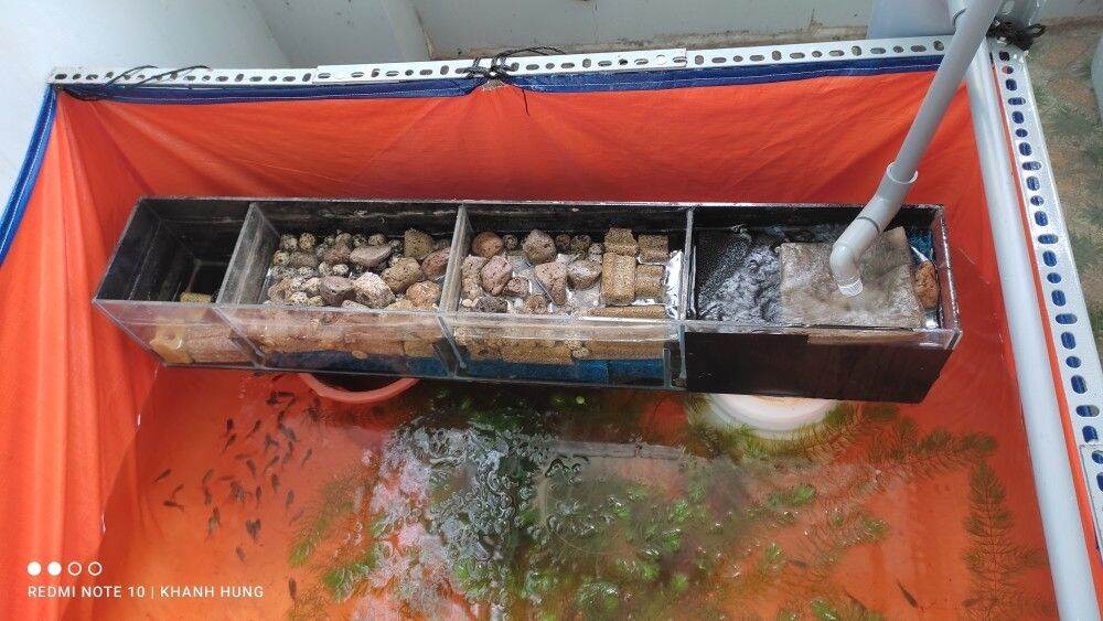 Hồ ,bể bạt nuôi dưỡng cá cảnh