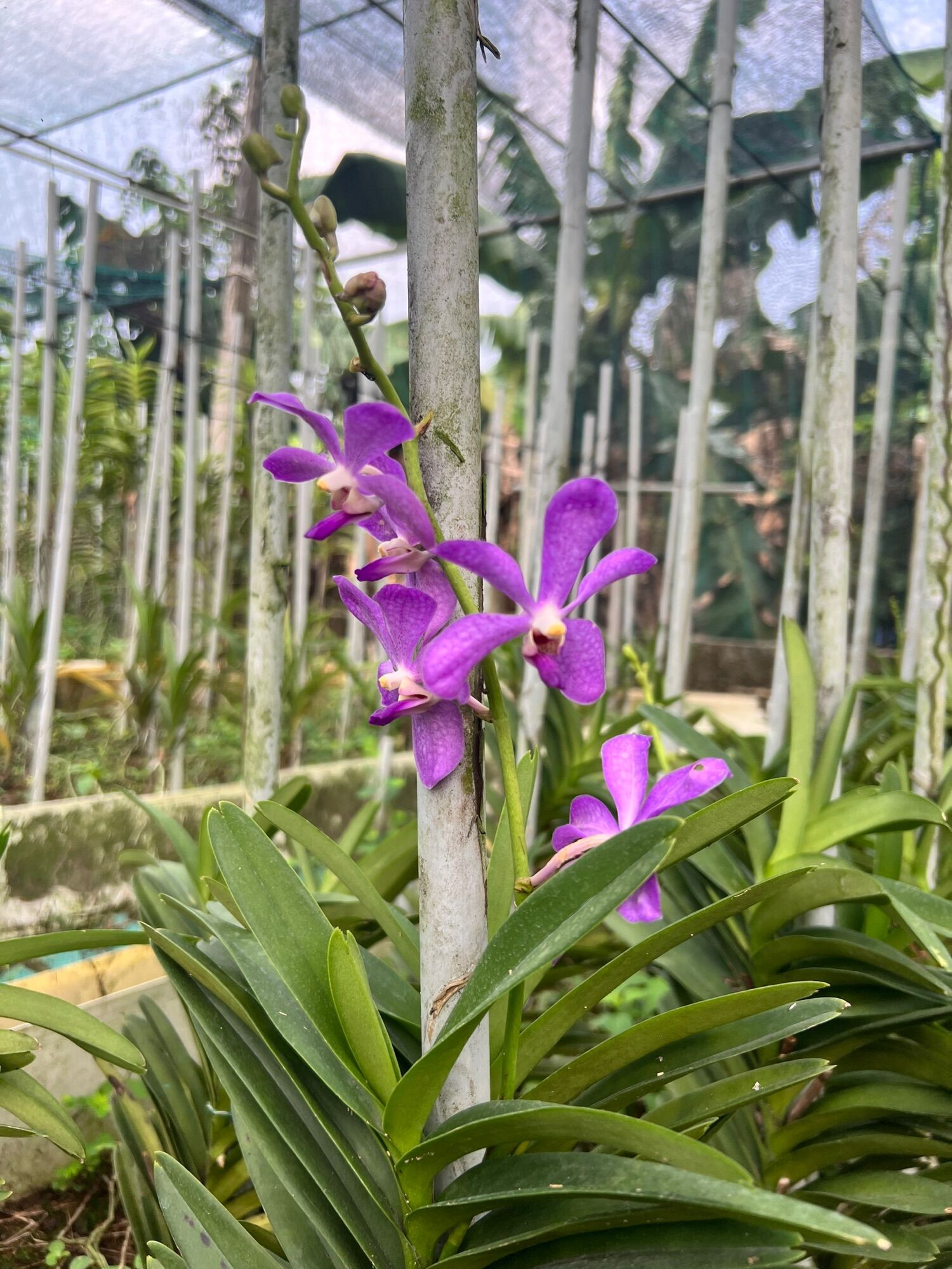 Mokara tím blue cây đang hoa - cao tầm 35-40cm