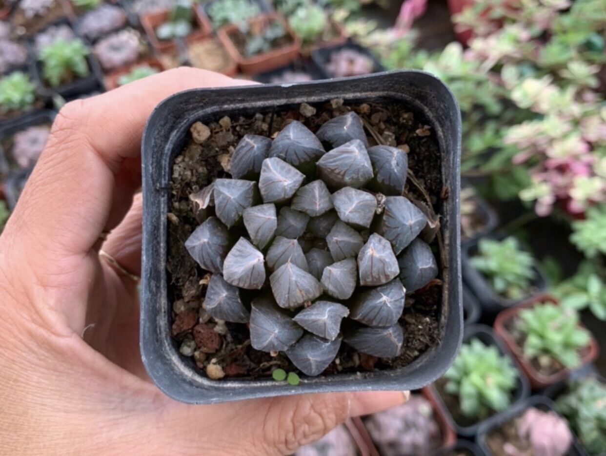 Sen  đá Haworthia