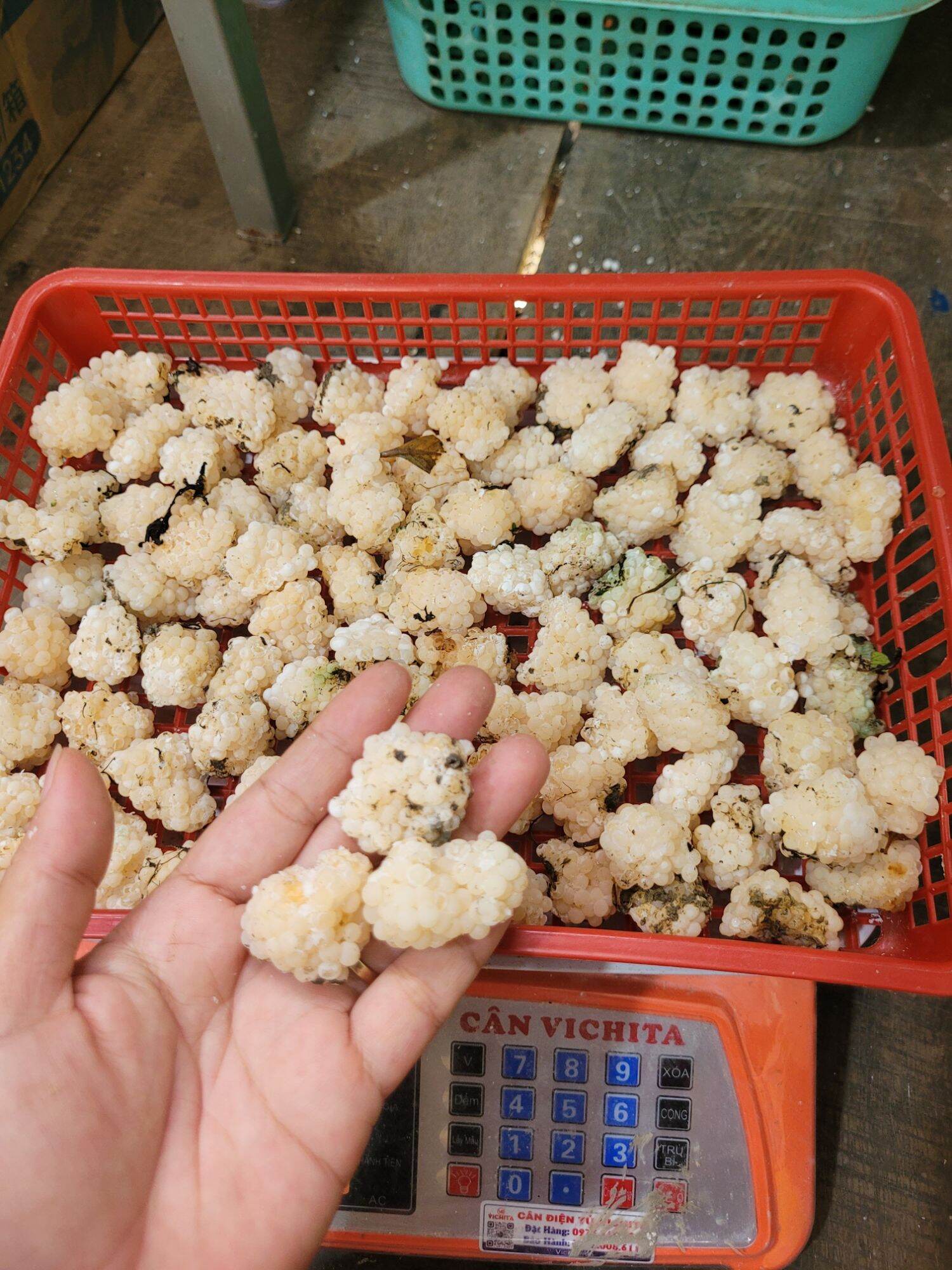 500g trứng ốc bươu đen (có bù dập do vận chuyển ) mẫu trung 6-7g/tổ