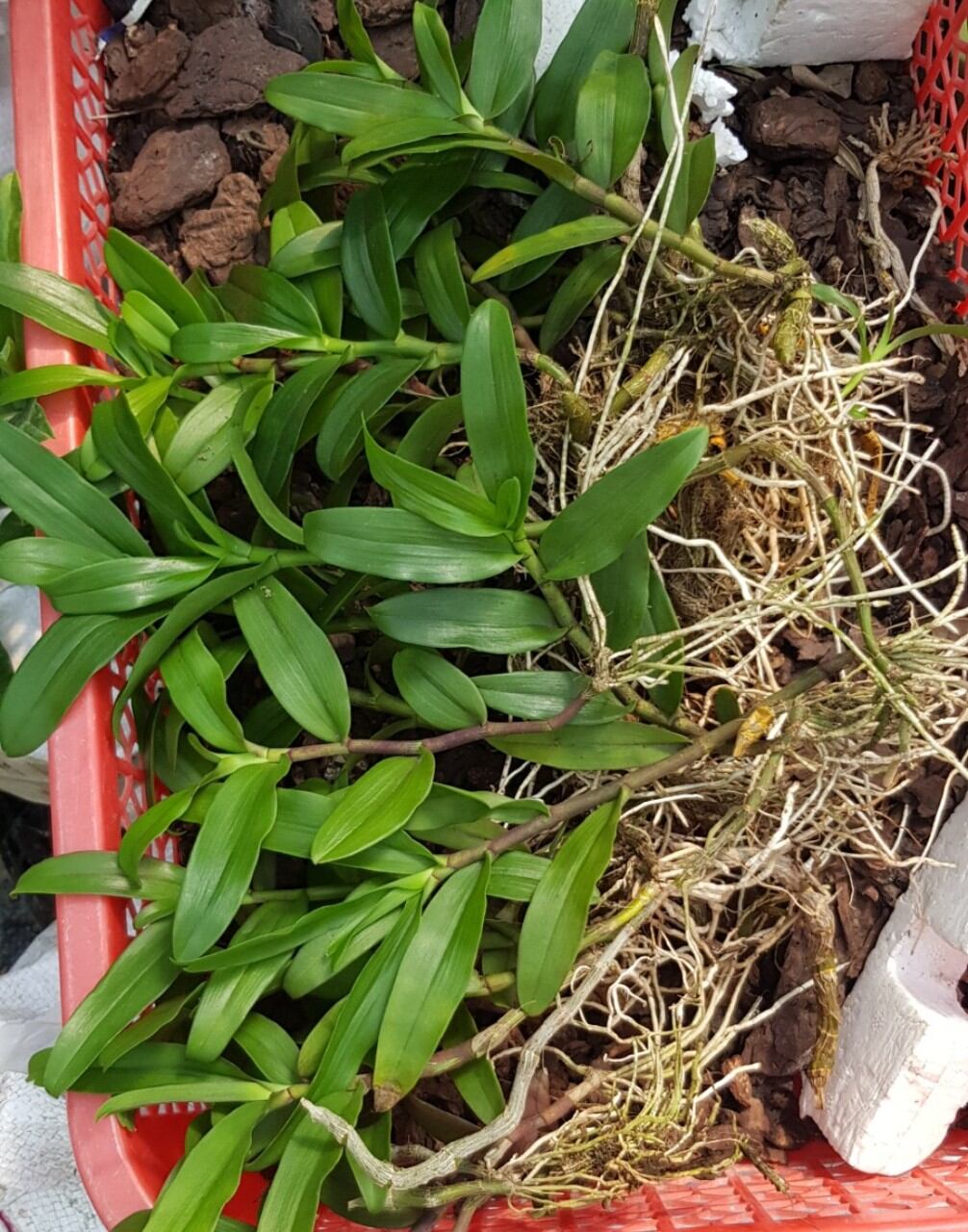 Combo 10 kei giả hạc dài 10-12cm : các vùng miền tam bố, tali, di linh, núi chúa, mabo, easo , cát bà......