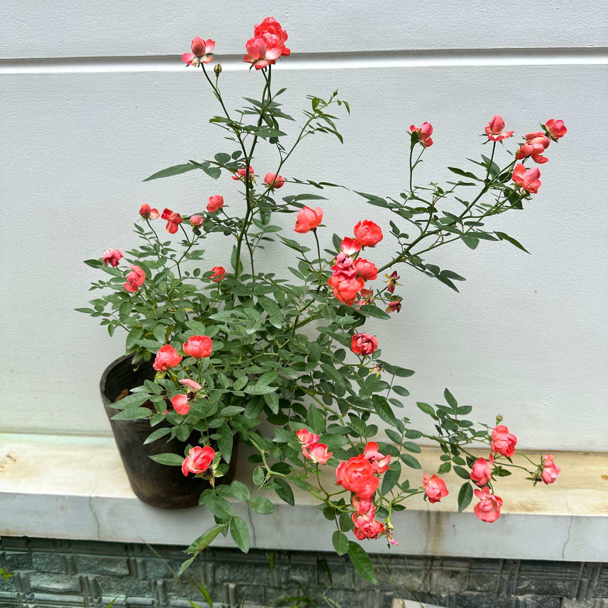 Hoa hồng bụi trứng cam (Hồng trứng margo koster) - say hoa