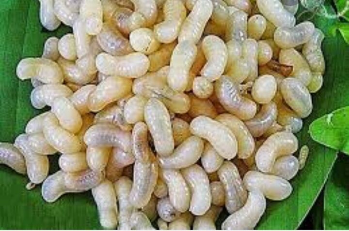 0,5 kg Trứng kiến vàng tươi (nửa kg), trứng nhỏ hay lớn tùy mùa!