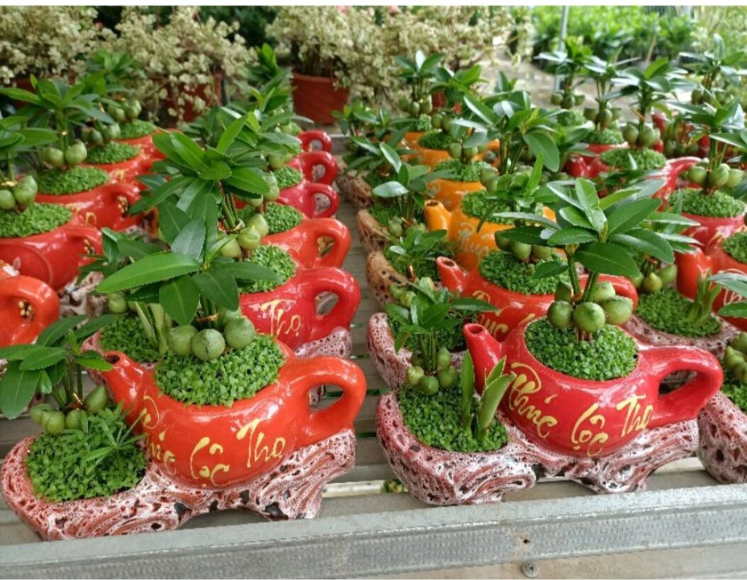 Cây tài lộc bình trà / cây phong thủy để bàn