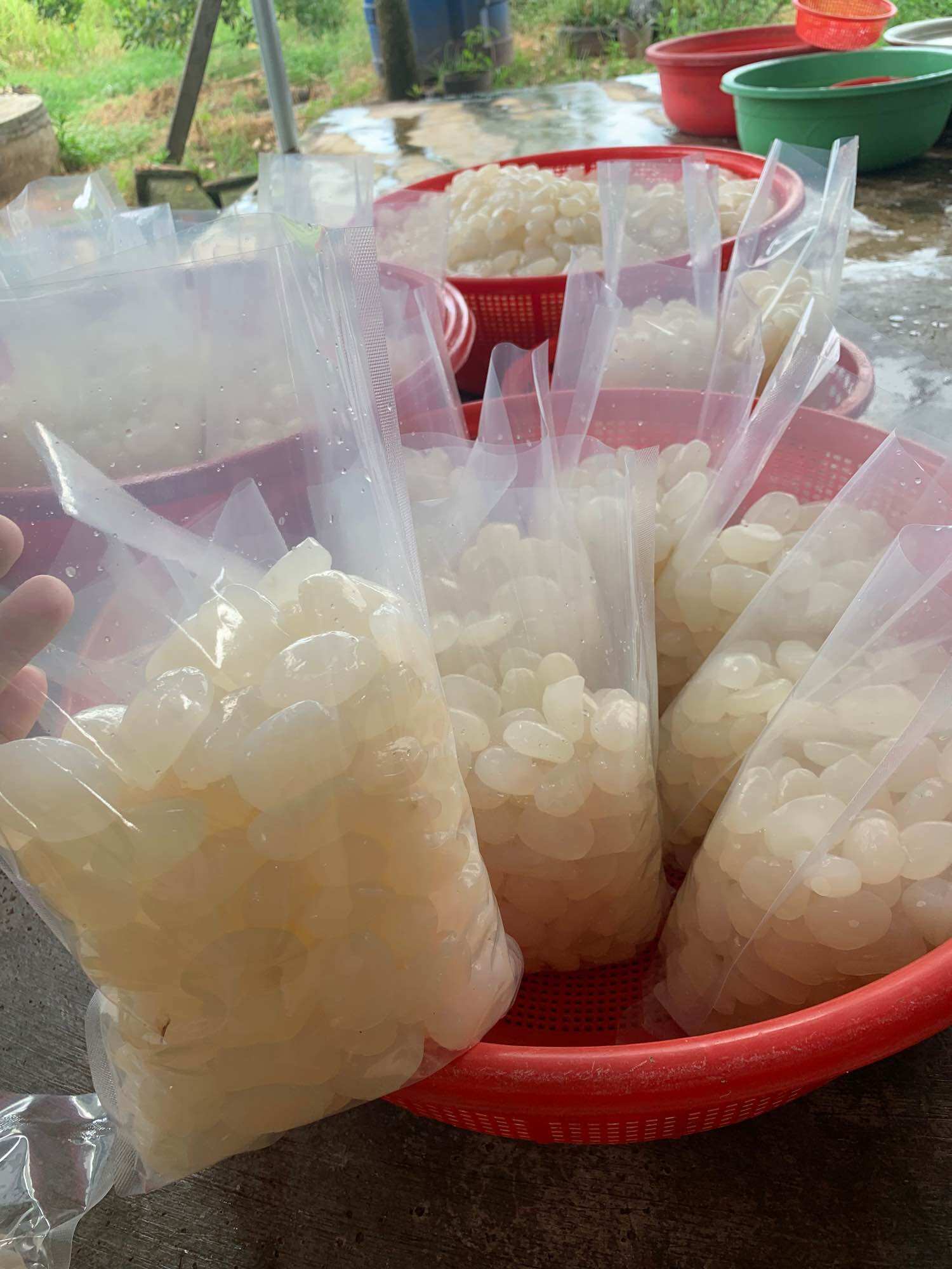 1kg Hạt Đác Tươi Nha Trang Size Trung Mềm Dẻo Không Cứng( Có Hút Chân không)