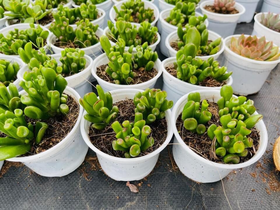 Sen đá ống điếu cute size trung
