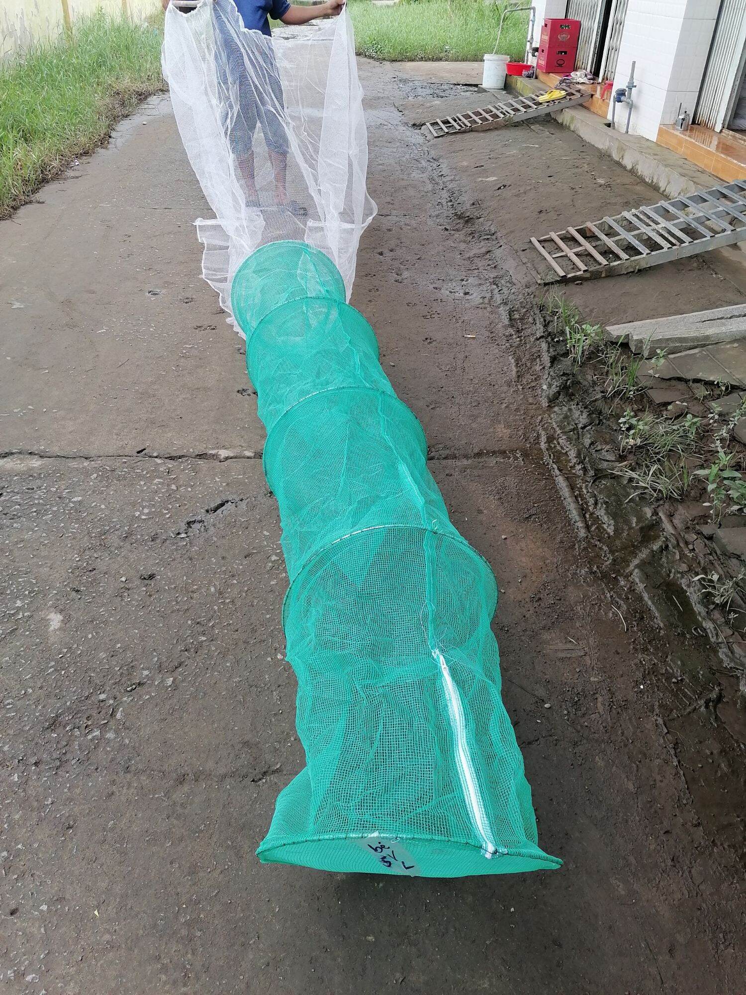 Dớn Trắng Bắt Cá ( ĐK 48cm ,3 hôm )