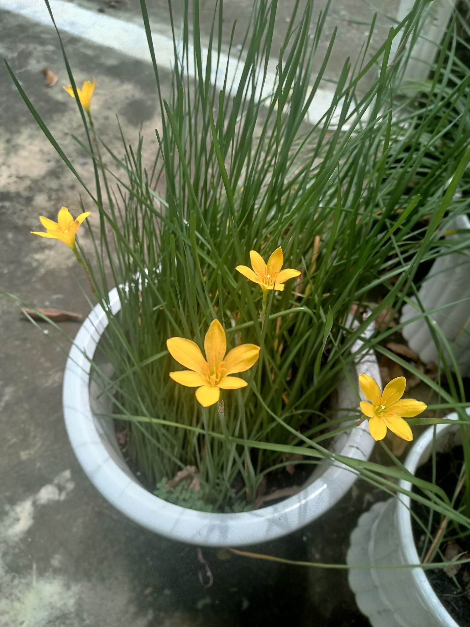 Hạt ngải nàng mơn bông vàng F1