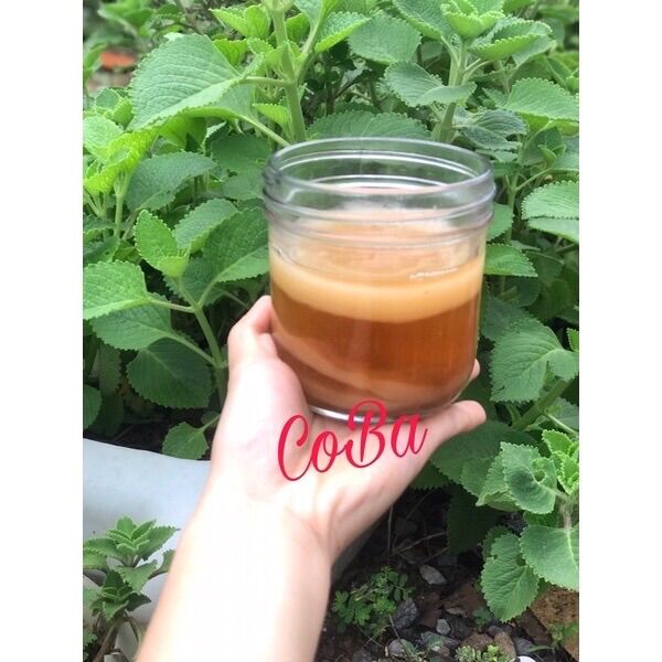 Combo kombucha: gồm 2 scoby, 150ml nước mồi
