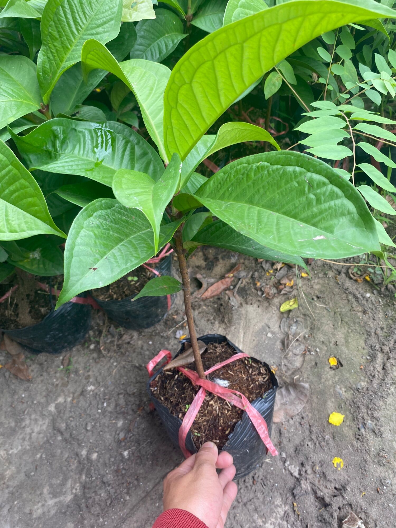 Cây Mận Đều