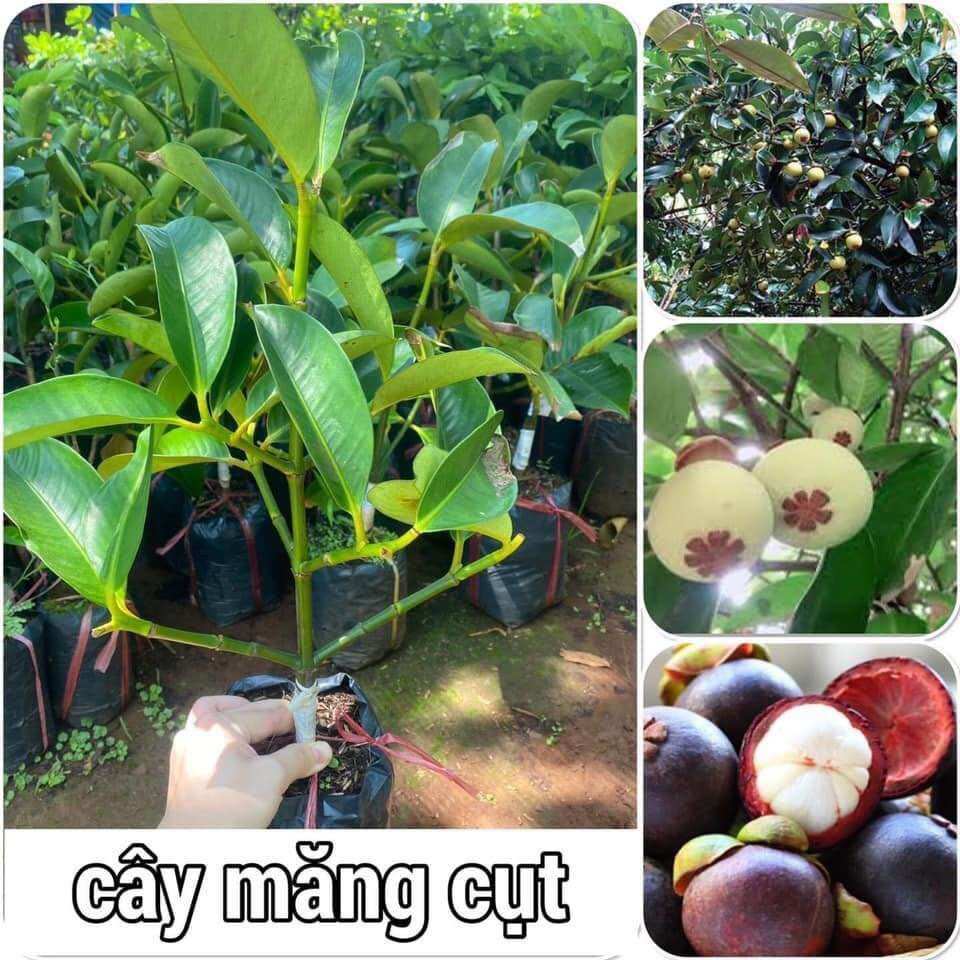 Cây giống măng cụt