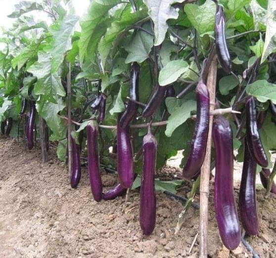 Hạt giống cà tím thái lan