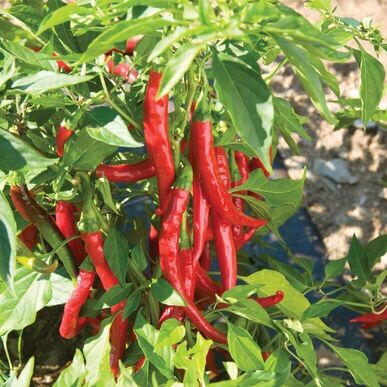 HẠT GIỐNG ỚT CAYENNE MỸ SIÊU CAY NGON