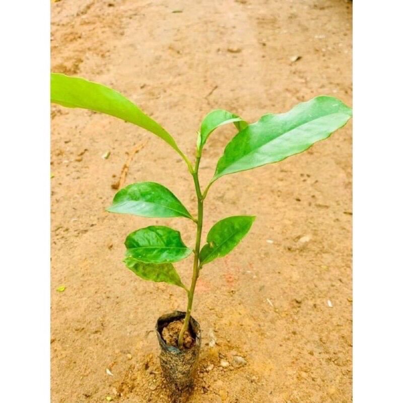 Cây giống hoa mộc lan (1bầu)