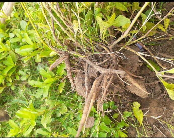 1kg Củ Sâm đất tươi (sâm nổ hay sâm tanh tách) mọc tự nhiên vùng núi Đá Bàn, Ninh Sơn, Ninh Hòa, Khánh Hòa