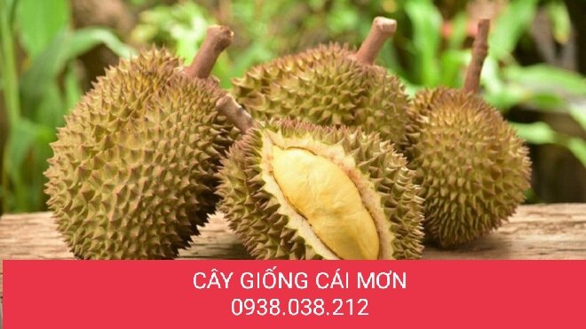 CÂY GIỐNG SẦU RIÊNG MUSANGKING D197 ( VUA SẦU RIÊNG )