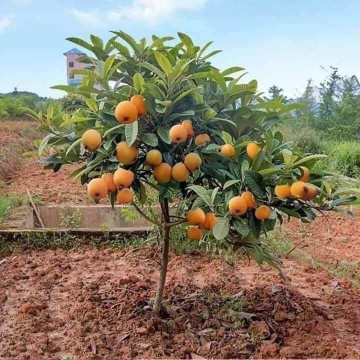 Cây giống nhót nhật