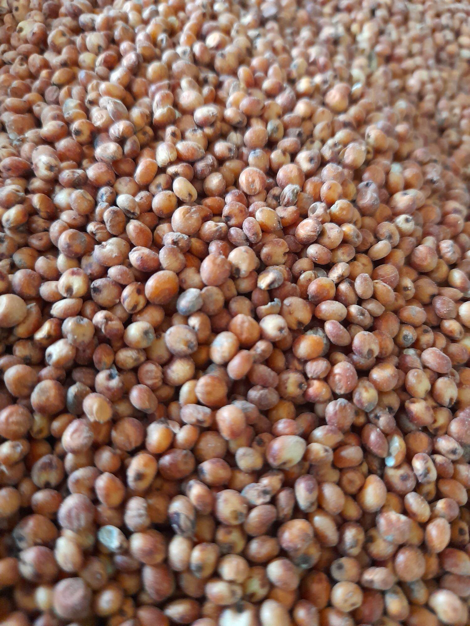 Hạt bo bo đỏ 1kg
