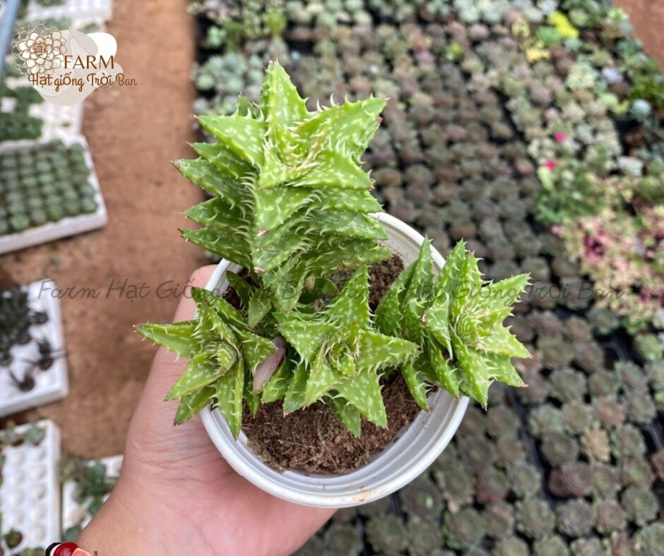 SEN ĐÁ Ngẫu Nhiên SIZE TRUNG BÌNH “ Giá HẠT DẺ’’ 9-12CM (1 CÂY)MUA NHIỀU CHỌN KHÁC LOẠI (TỐI ĐA 50 LOẠI)