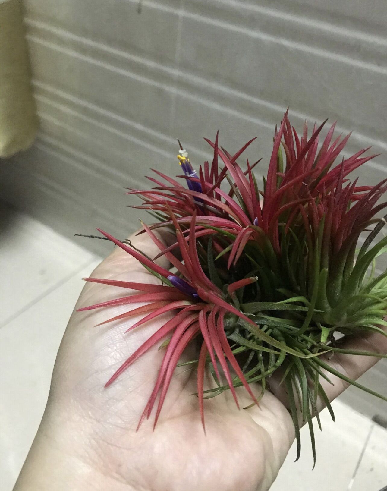 Cây không khí thạch thảo (tillandsia)