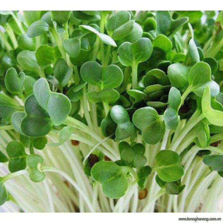50GR HẠT GIỐNG RAU MẦM CỦ CẢI TRẮNG