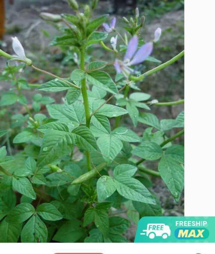Cây mầm ri khô 1kg