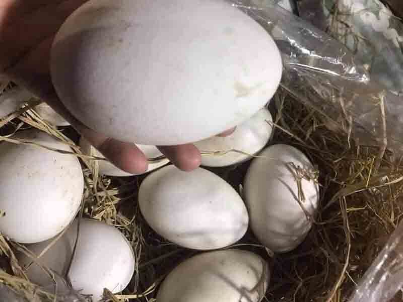 Trứng Ngỗng Ấp Nở Được  1 Trứng
