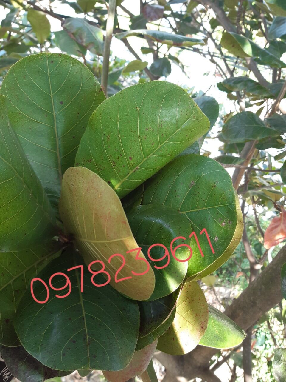 1 kg lá bàng tươi ,cây giống
