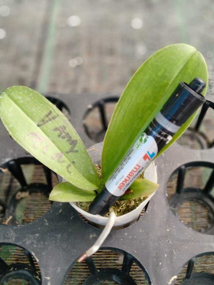 lan hồ điệp vàng mini