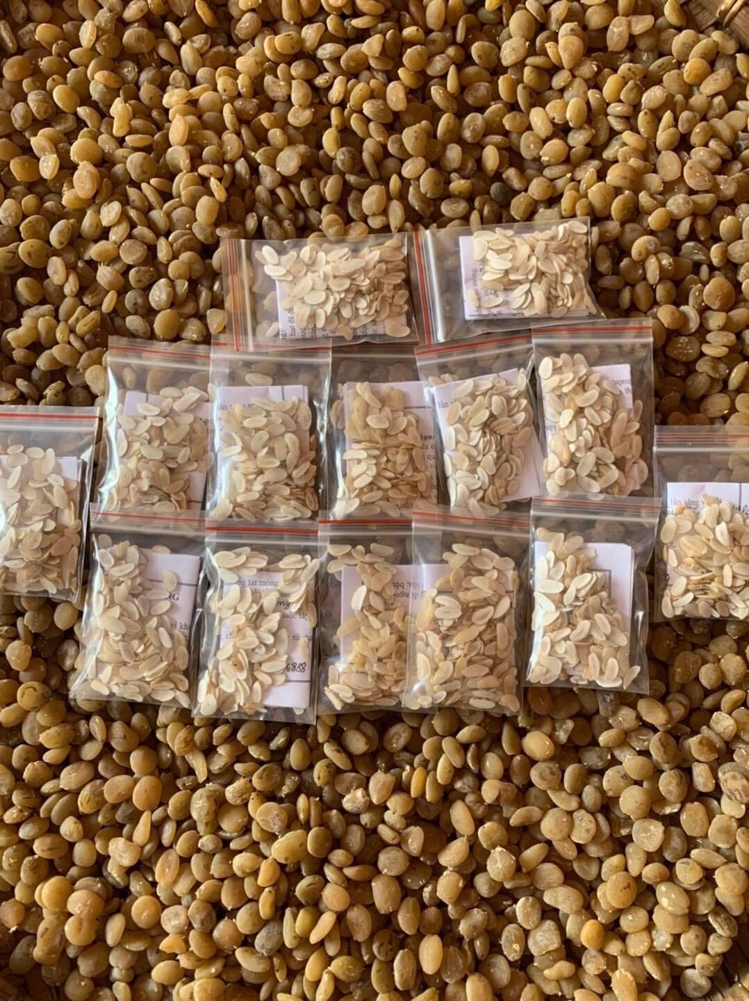 Hạt sành rừng khắc tinh dạ dày đường ruột