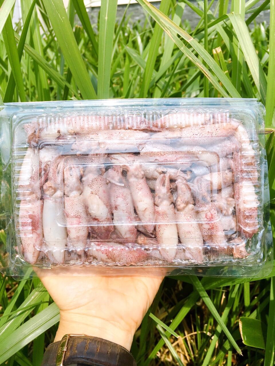 1kg Mực sim trứng hấp thuyền GIAO LIỀN