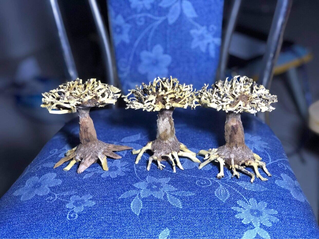 Lủa bonsai mini trang trí hồ thuỷ sinh cá cảnh