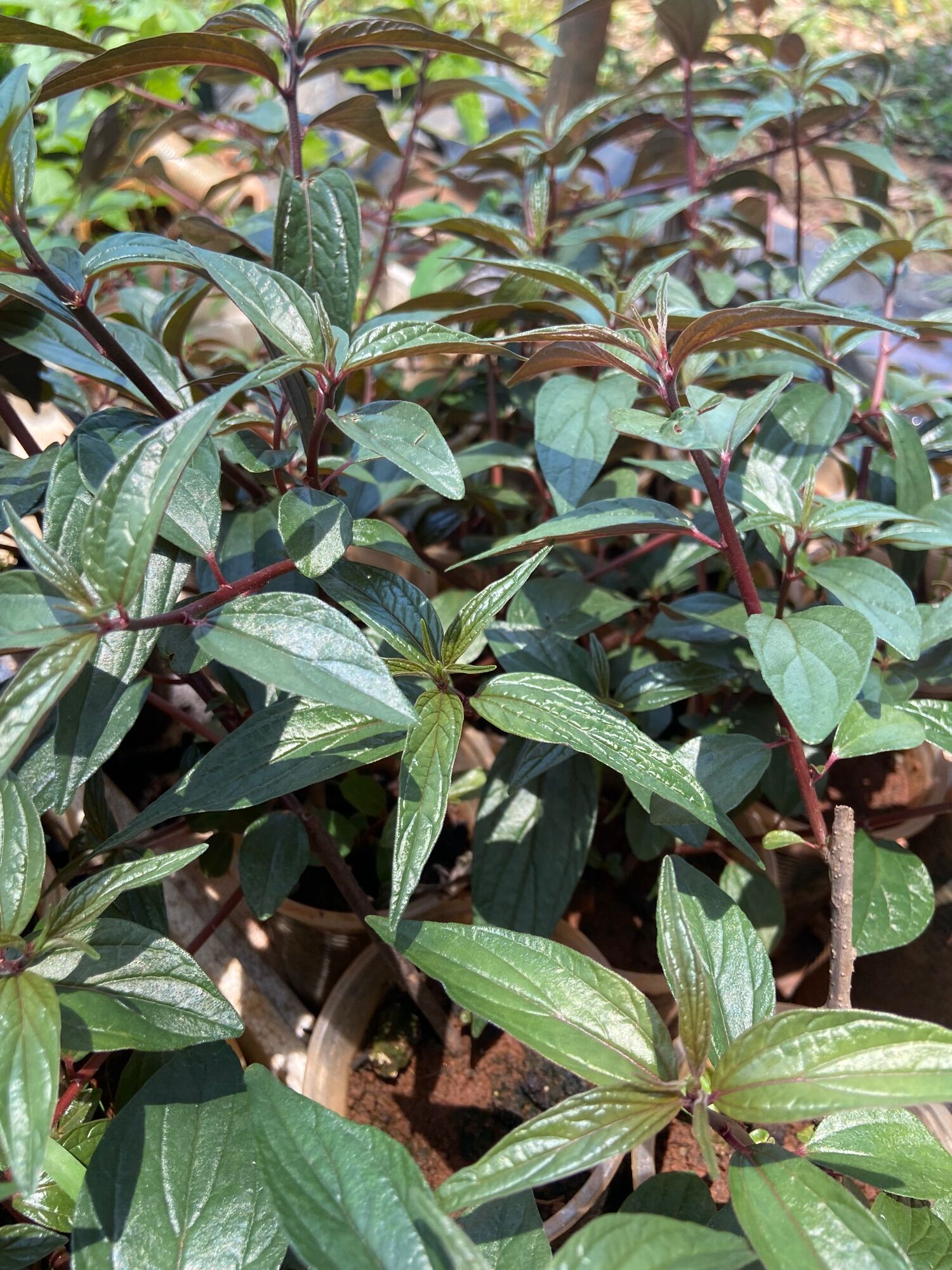 Cây cỏ dòi (cây bọ mắm)