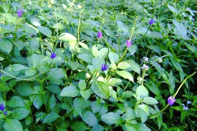 Cây đuôi chuột - dược liệu quý
