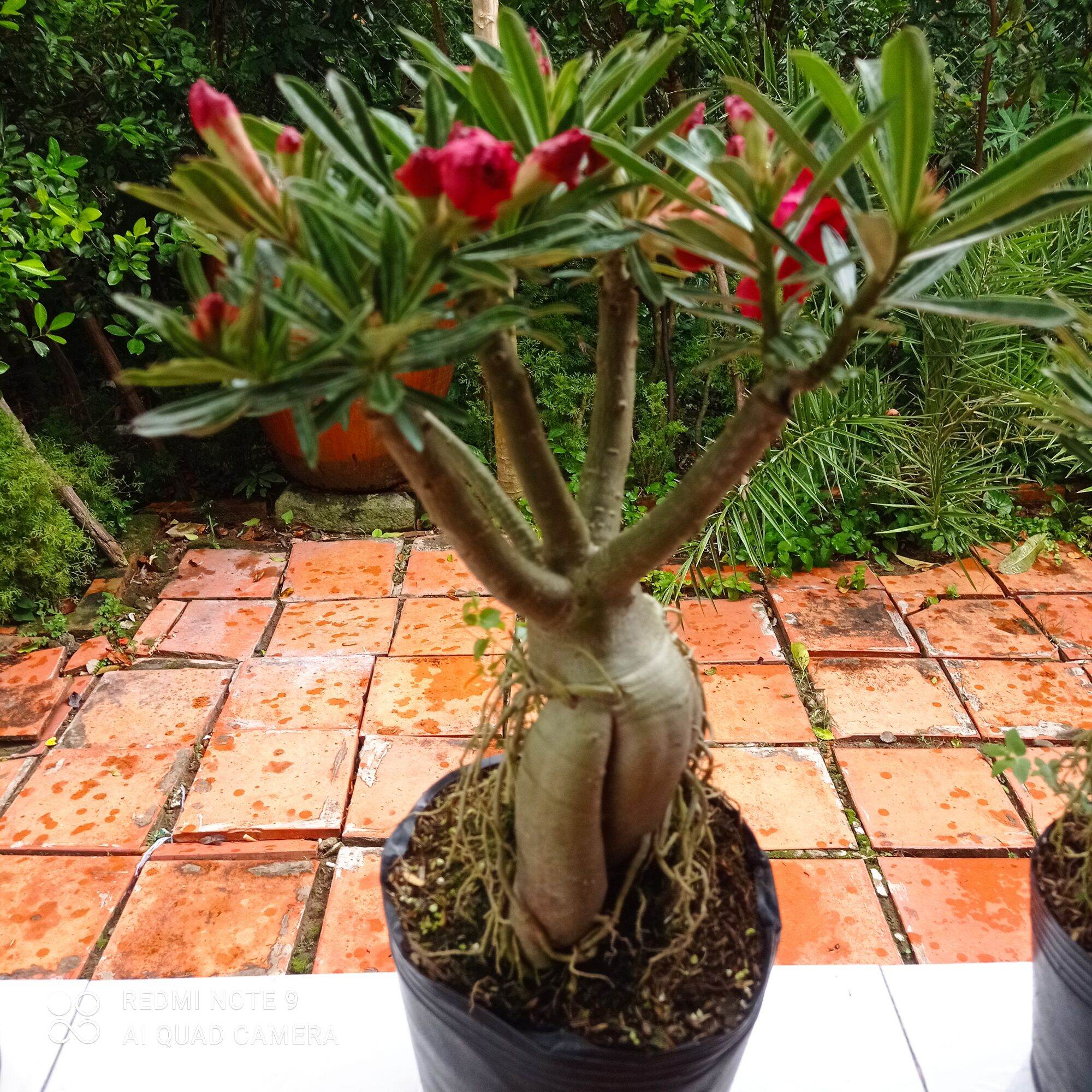 Sứ Thái Cánh Kép siêu bông