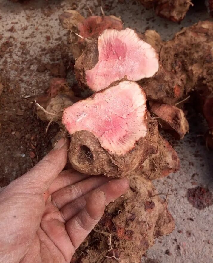 1 kg củ khúc khắc phơi khô, thổ phục linh khô